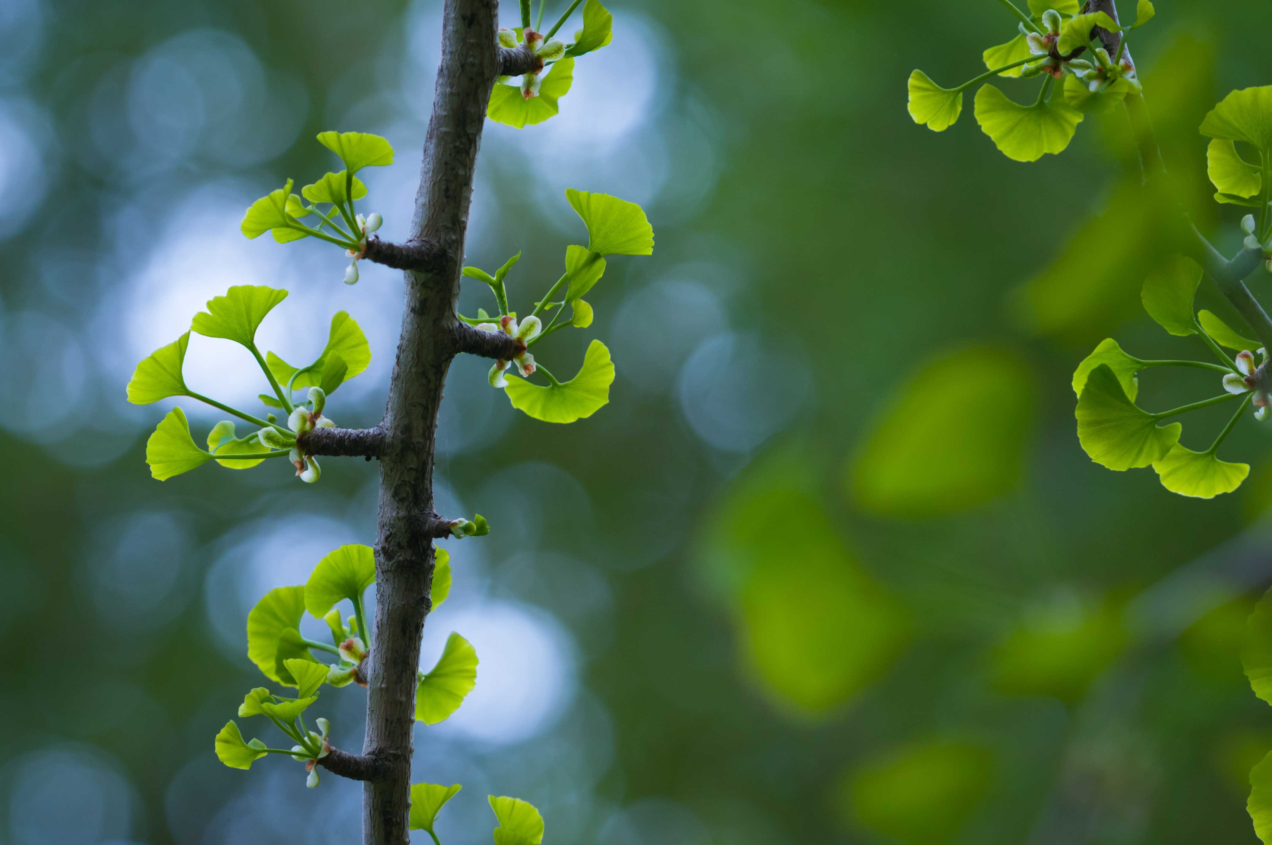 El poder de las plantas medicinales: Ginkgo biloba  